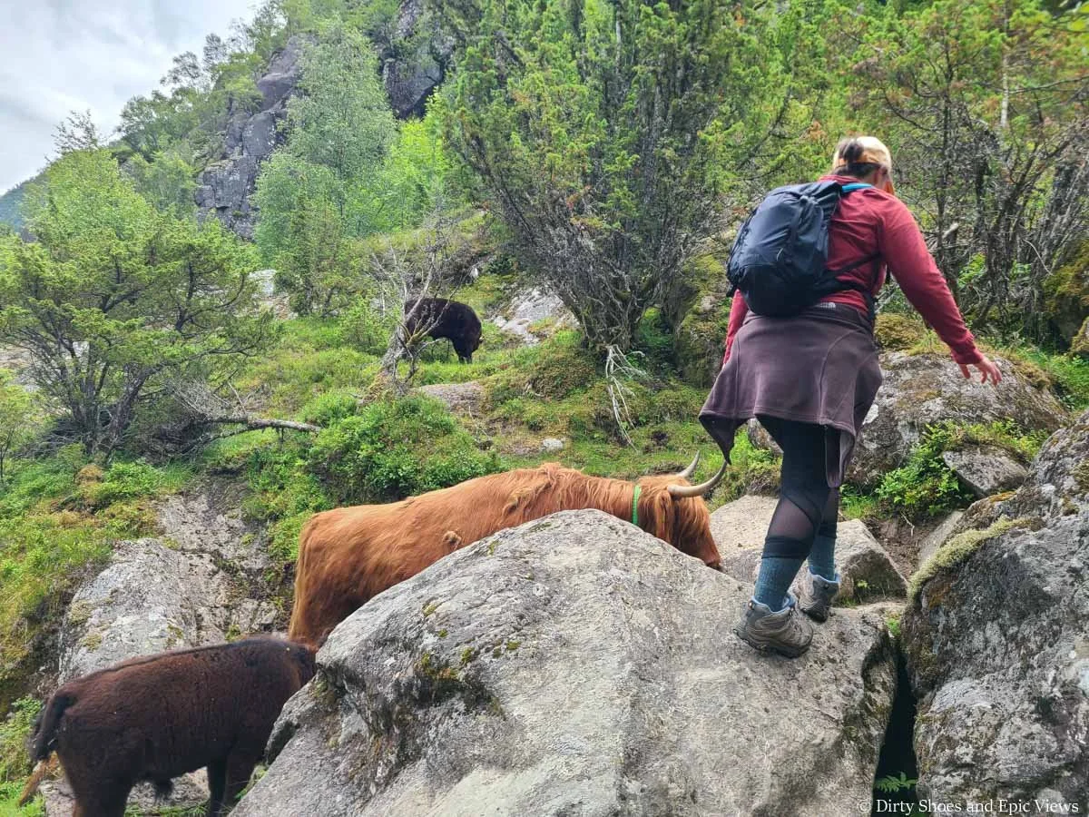 A hiker navigates large boulders around cows who are hiking along the Reinanuten trail in Norway