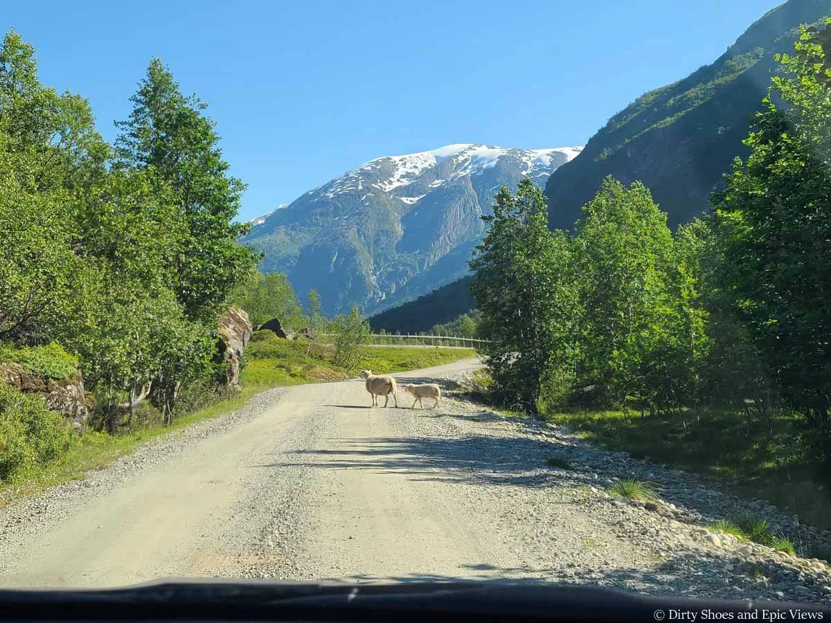 A pair of sheep cross the road on the way to Austerdalsbreen