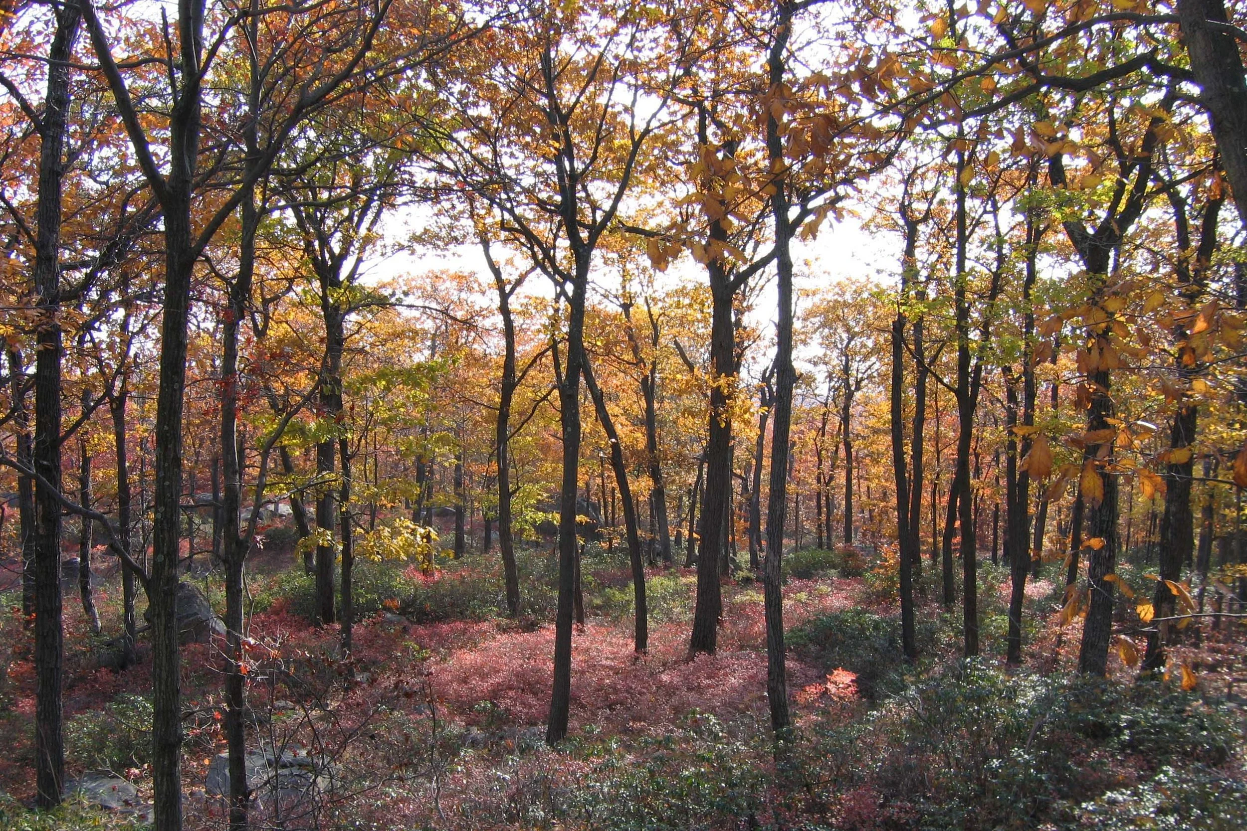 harriman-state-park-autumn.jpg
