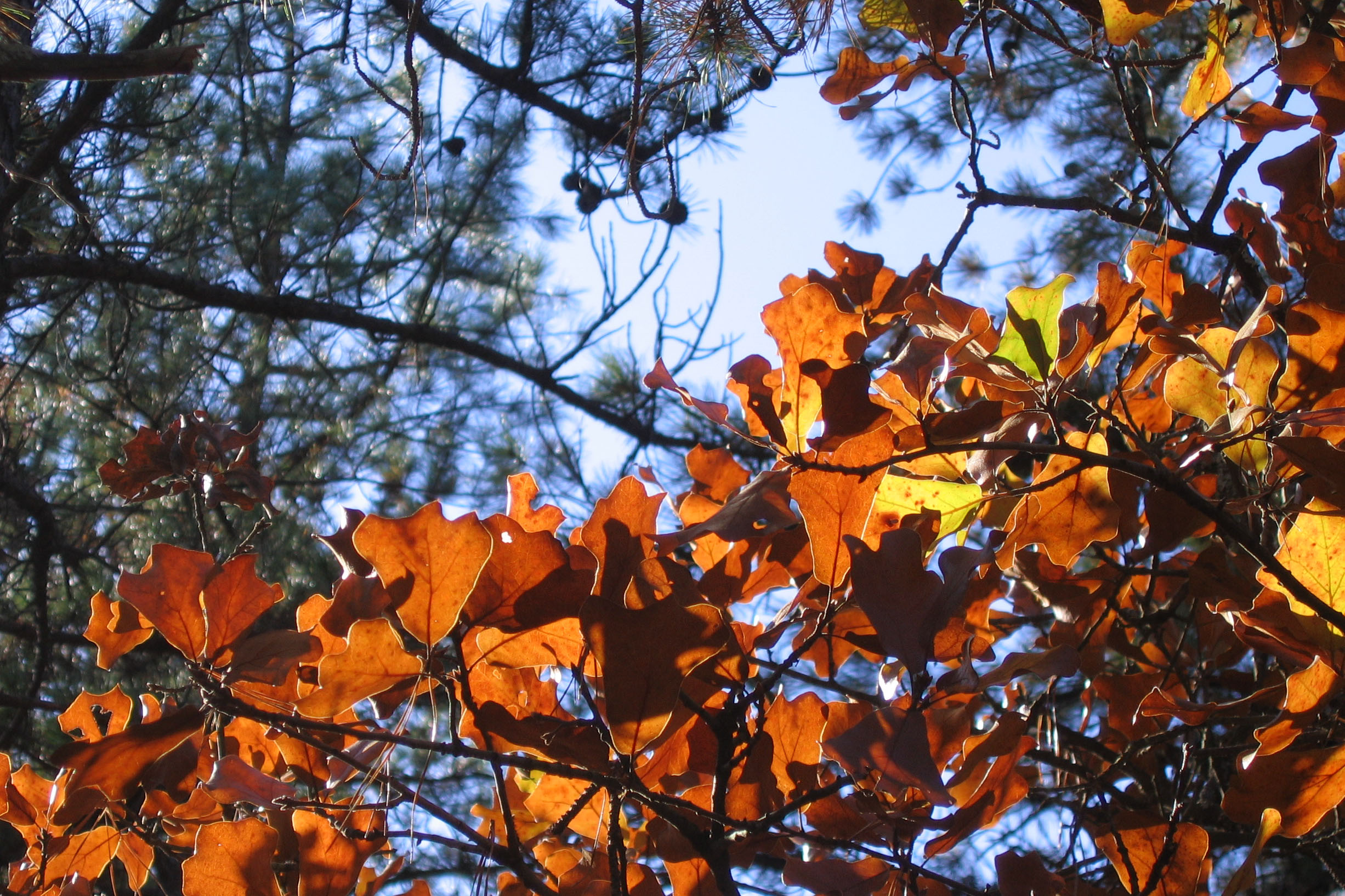 bell-shaped-leaves.jpg