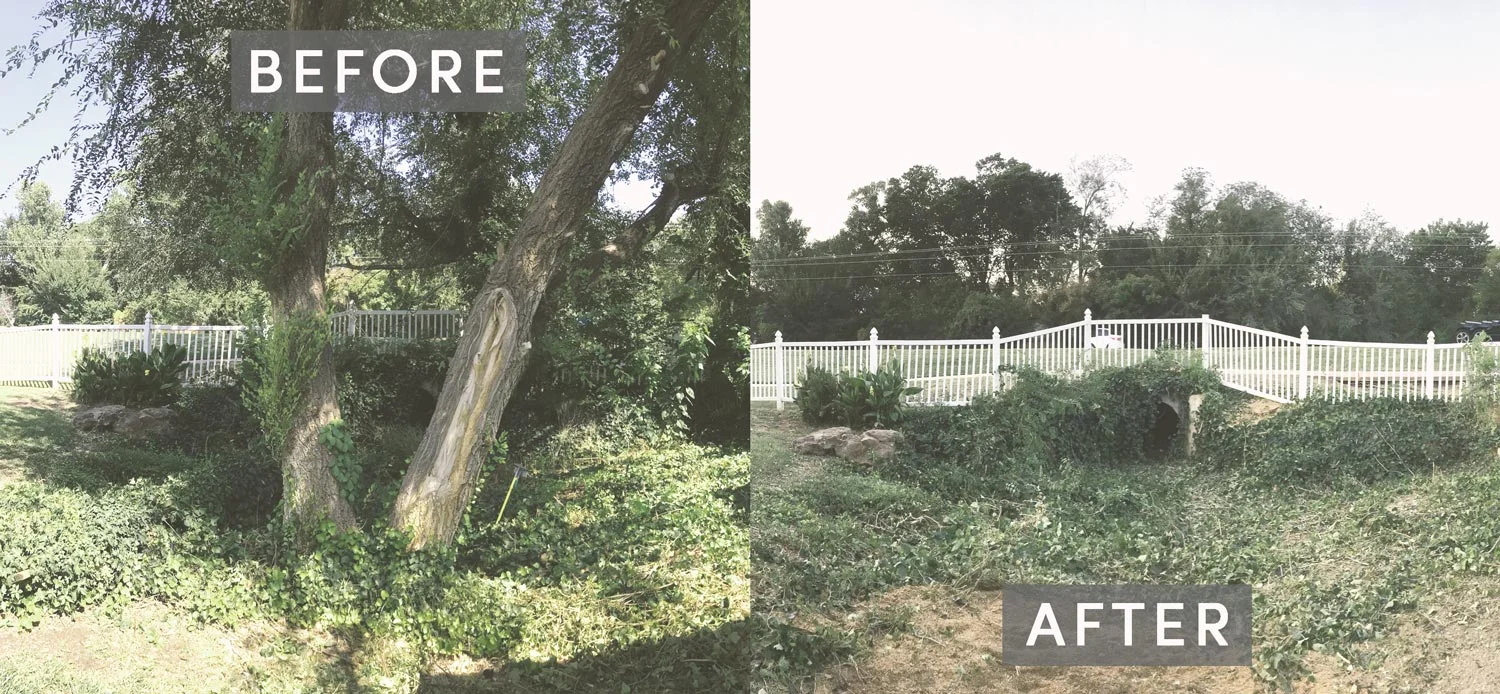 Tree removal, before &amp; after