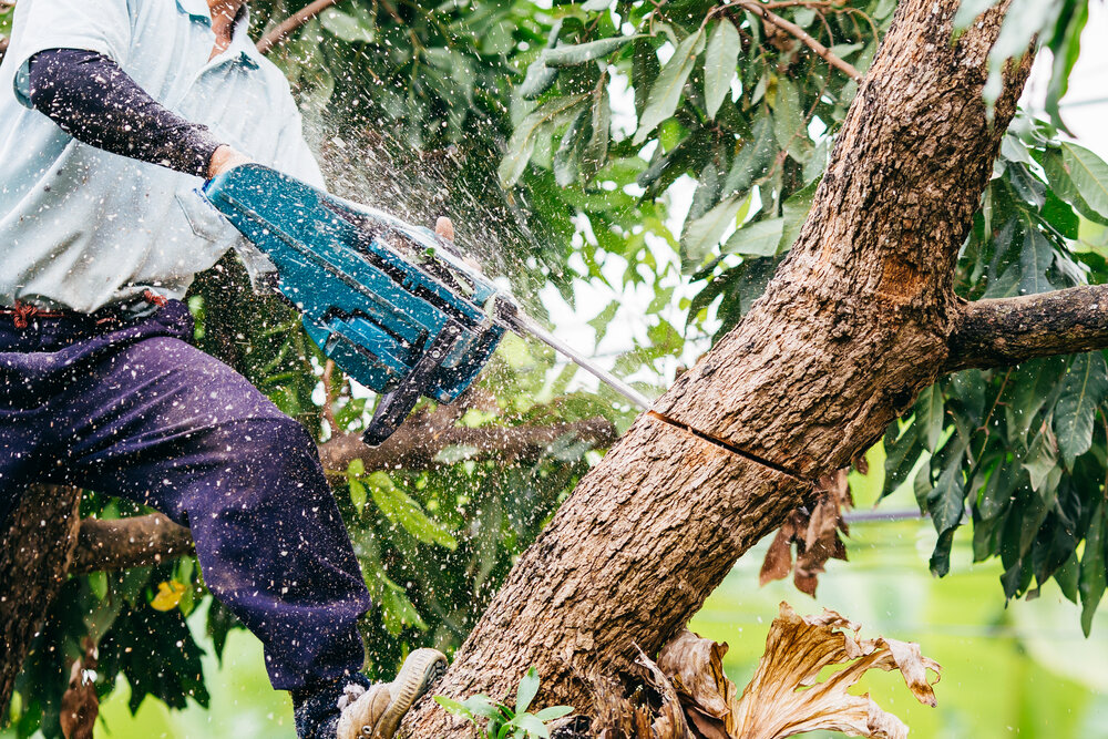 Tree Trimming