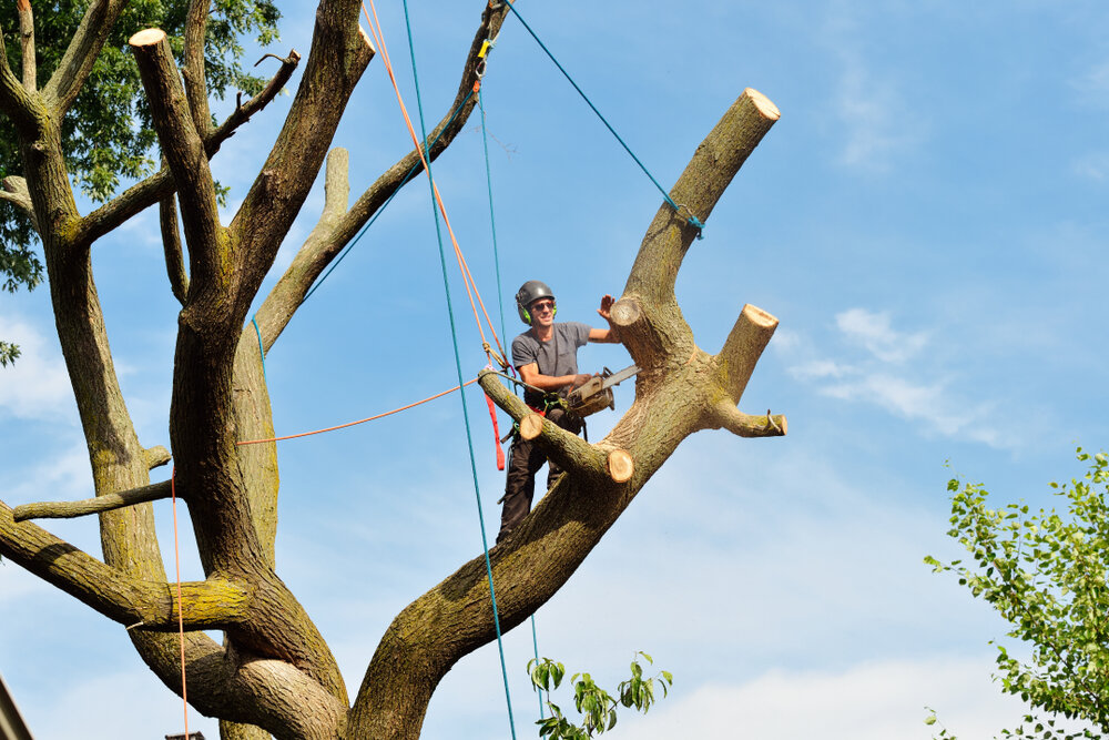 How To Prune Live Oak? _ Oak Tree Pruning: It’s All about Timing! – PBFBDP