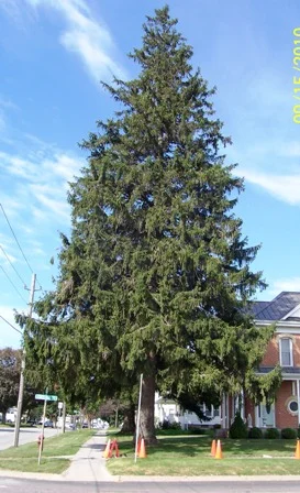 Norway Spruce large 2017.jpeg