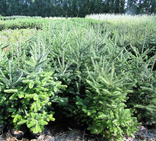 Above is just a few of our 40,000 potted trees/shrubs we have available this year.