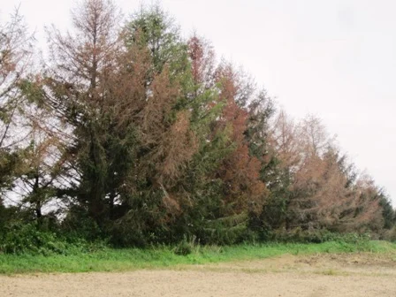 Farmer cut out the mulberry trees in his windbreak, and the local Coop said to put Tordon on the stumps. Result as you can see was the destruction of the windbreak. Use only Roundup on stumps in the fall.