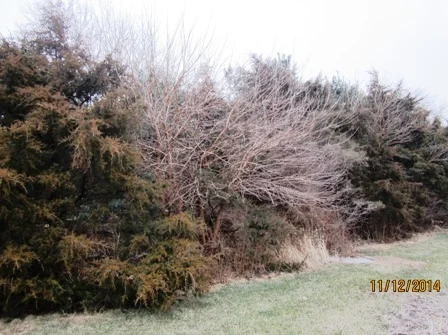 Mulberry trees growing in Red Cedar Windbreak. Need removal.