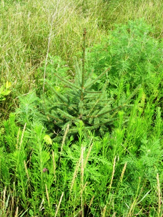 NS with lots of weeds 2014.jpeg