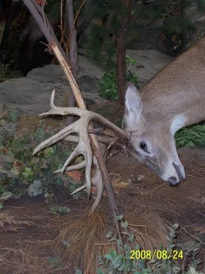 Deer smashing tree.jpg