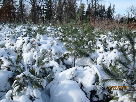 Heavy Snow on White Pine.jpeg