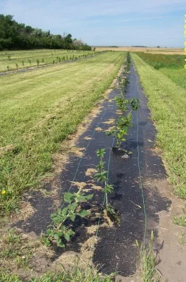 Newly planted windbreak in North Dakota, in Iowa and surrounding states we usually do not recommend using fabric for weed control but recommend herbicides. Fabric in our area is a home for mice, voles and rats and they eat the trees stems and roots in the winter.