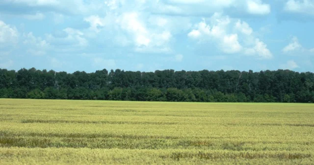 All the windbreaks are 4 or 5 rows of deciduous trees spaced 3 meters apart between rows, and 2 meters between trees in the row, and none of them contained any evergreens.