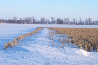 Looking North here is a corn field used as a living snow fence, (probably not planned that way) good example of how a living snow fence does work. For more long term effect to stopping the blowing snow use a combination of trees, shrubs or any other growing plants to accomplish this task. If you would like us to design a living snow fence/windbreak for you drop us an E-mail.