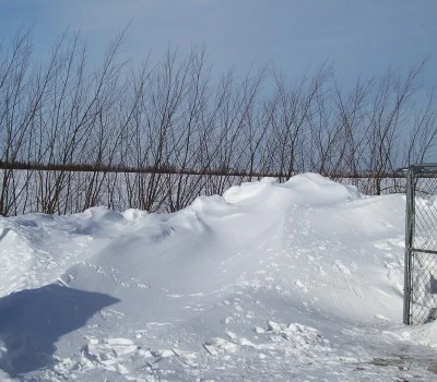 One row of 12 ft. tall Austrees only 2 years old, the drift was over 4 ft tall. They really make a great living snow fence right away and provides a lot of windbreak protection even in the winter.