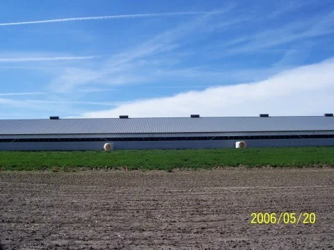 Above is a hog building in Iowa just before we planted it. We used 2 rows of potted austrees 5 Ft tall spaced 8 ft apart in the row and 8 ft. between rows. We are looking south in this picture. Go Right >