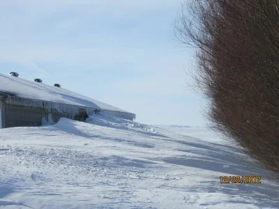 Above is a row of Austrees only 45 ft from the hog building which is too close if you have several blizzards, as the snow can drift right on the roof and cause problems. Above is one 12"snowfall with 40 MPH winds did this, think what would happen if we got several more snowstorms. Austree work great as a snow fence but keep outside row at least 80 ft from building, 100 ft is better for snow control.