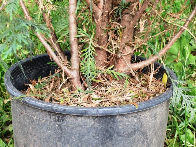 We have found a problem with the long term survival of the Technys. Above is a Techny in a pot that was not grow by us.