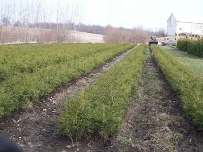 A field of our Technys in the spring, ready to be dug and put in the cooler, we have thousands of these for sale.