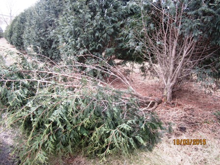 Techny Arb broken off 2015.jpeg