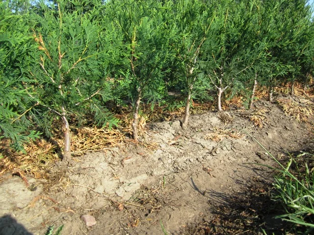 All our Technys that we grow bare root and potted are pruned up to one stem, at the bottom after the first year, to prevent the problem of splitting apart in the future. So no matter where you buy your Technys or any Arborvitae, be sure they are pruned at the bottom to a single leader up to about 4"-8".