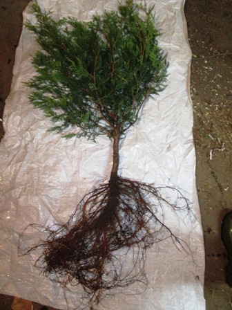 Our bare root Technys, even spread of roots and pruned up at the bottom to prevent splitting in the future.