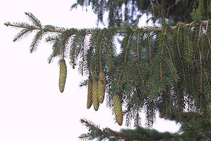 Norway Spruce Windbreak Trees