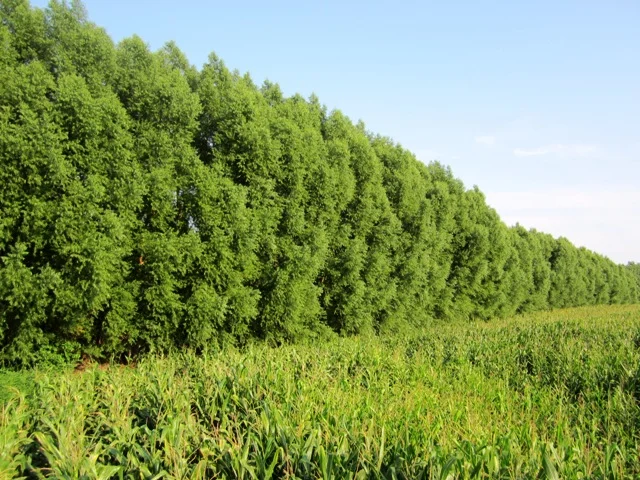 8 year old Austree willow row—40 ft tall