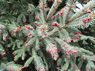 New growth in Spring, really blooms