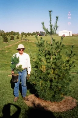White pine from 3 ft potted to 8 ft tree in 5 years.