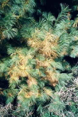 Normal dropping of last years needles. Happens every year usually in Sep.