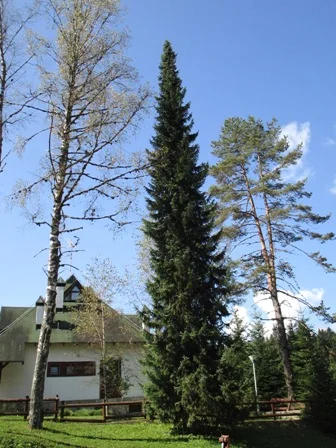 Serbian Spruce in Tara National Forest, Serbia.