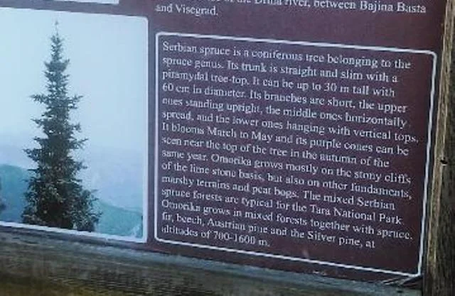 Explanation of the Serbian Spruce as described in the Tara National Forest, Serbia.