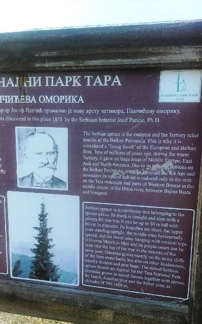 Picture of Botnist, Josif Pancie that discovered the Serbian Spruce in 1875.