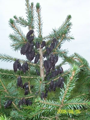 Seed cones on the Serbian Spruce