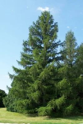 Summer Picture of European Larch