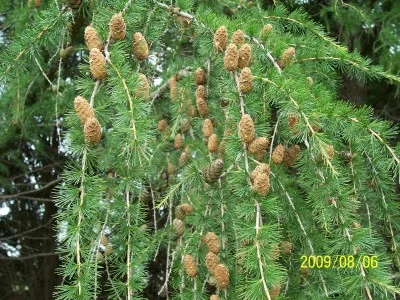 Needles and seed cones of the European Larch