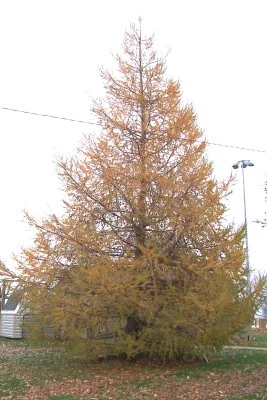 Fall Picture of European Larch when the needles are falling off.