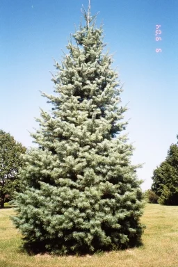 15 year old Concolor Fir
