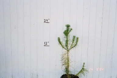 jackpine.jpg