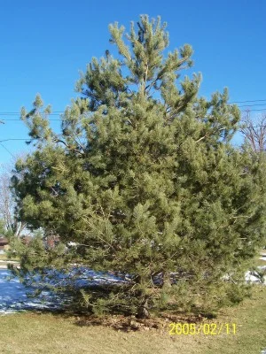 7 year old Scotch Pine