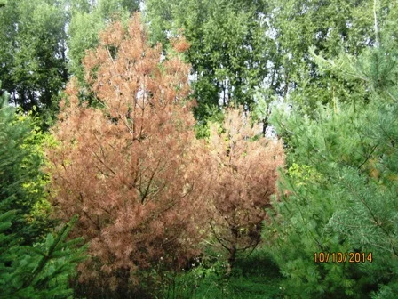 Scotch pine dead 2014.jpg