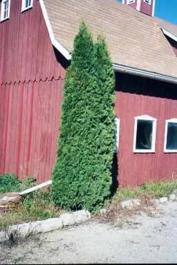 10 year old Pyramidal Arborvitae