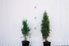 Pyramidal Arborvitae — Windbreak Trees