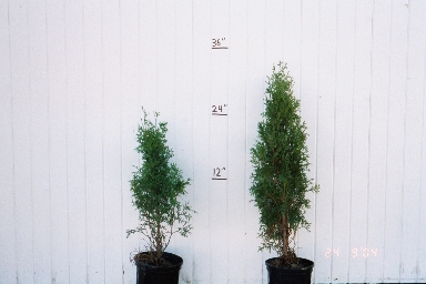 Pyramidal Arborvitae — Windbreak Trees