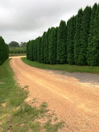 10 year old Pyramidal Arborvitae along driveway.