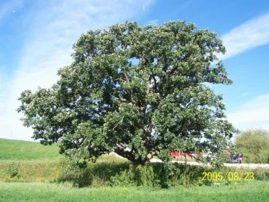 Bur Oak, large, long lived tree. Common throughout Iowa and lives a long time usually, see below.