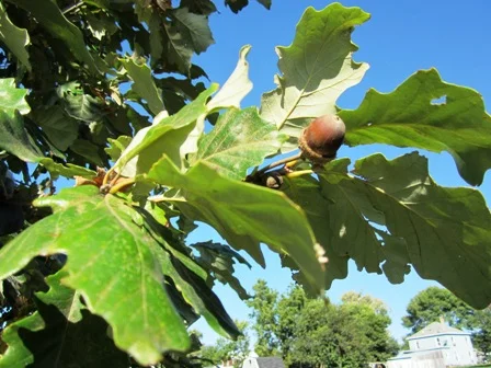 SWO acorn and leaves -Notice the white color of the underside of leaves, very characteristic.