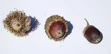 Bur oak is on left-- Swamp bur oak is in center--Swamp White Oak is on right.