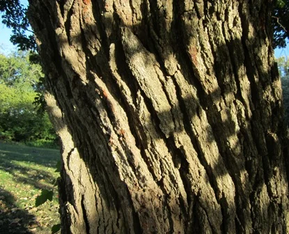 Bark on a Swamp Bur Oak The bark on the Swamp bur oak look like a regular bur oak with some trees showing a more rougher bark characteristic.