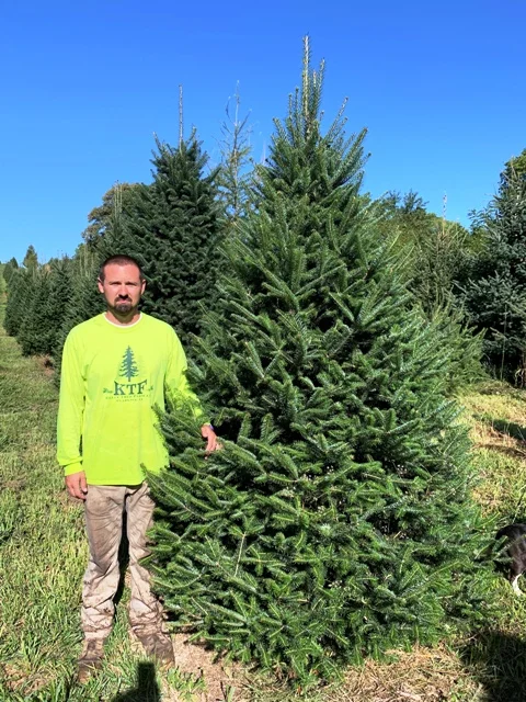 Canaan fir lightly trimmed for use as a windbreak or X-mas tree.